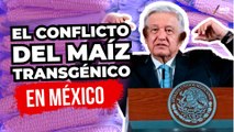 ¿AMLO está MAL INFORMADO de la prohibición del MAÍZ TRANSGÉNICO?