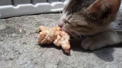 KFC vs HUNGRY Kitty!  cat Kittens