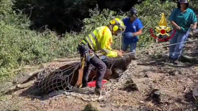 Cavallo scivola nel canalone nell'Imperiese, salvato con l'elicottero
