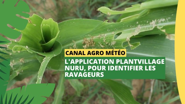 Canal Agro Météo : L'application PlantVillage Nuru, pour identifier les ravageurs