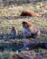 Amazingly Intelligent Monkeys