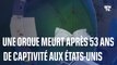 Après 53 ans de captivité, cette orque meurt juste avant d'être remise en liberté aux États-Unis