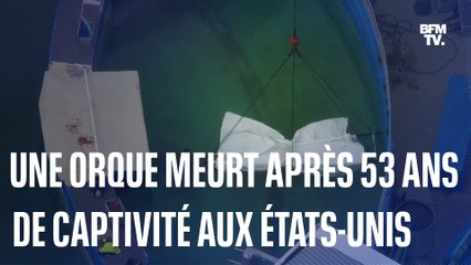 Après 53 ans de captivité, cette orque meurt juste avant d'être remise en liberté aux États-Unis