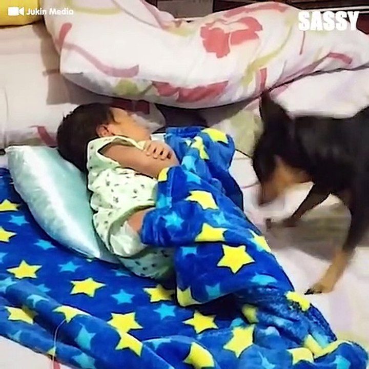 Caring Dogs Tucking Babies In A Blanket video Dailymotion