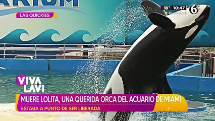 Muere "Lolita", la orca que estaba apunto de ser liberada