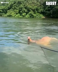 Group of Friends Save Cow From Drowning in Lake