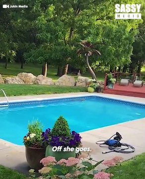 Adorable Baby Deer Saved From Drowning