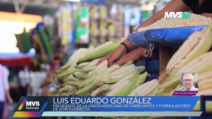 MÉXICO LE ENTRA A LA ‘GUERRA’ VS. EU POR MAÍZ TRANSGÉNICO