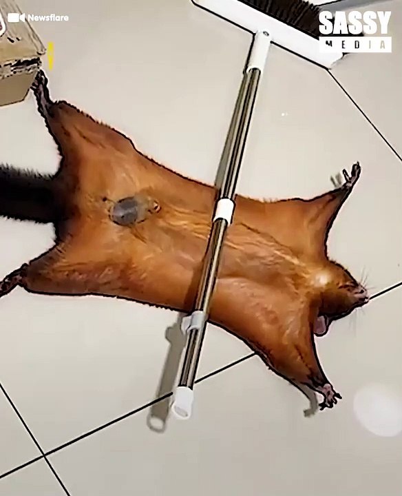 Cheeky Flying Squirrel Pretends To Be Dead