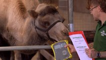 Watch as 11,000 animals step onto the scales for the Whipsnade Zoo’s annual weigh in