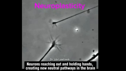 What Learning looks like under a microscope