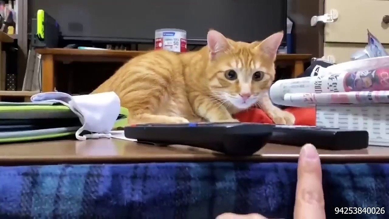 Cat Comedy Central_ The Ultimate Funny Cat Video --(720P_HD)