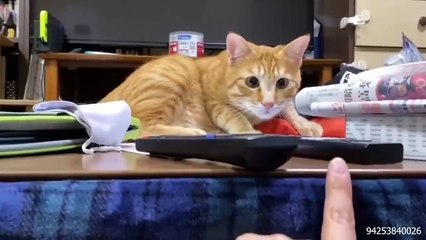 Cat Comedy Central_ The Ultimate Funny Cat Video --(720P_HD)