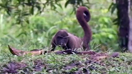 Equador vota pela suspensão da extração de petróleo no parque amazônico Yasuní