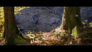 The Fox and the Bird -  short film