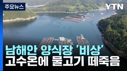 남해안 고수온에 물고기 '떼죽음'...양식 어민 '시름' / YTN
