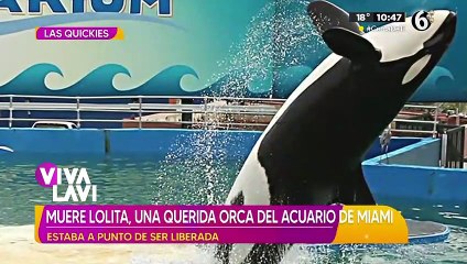 Muere "Lolita", la orca que estaba apunto de ser liberada