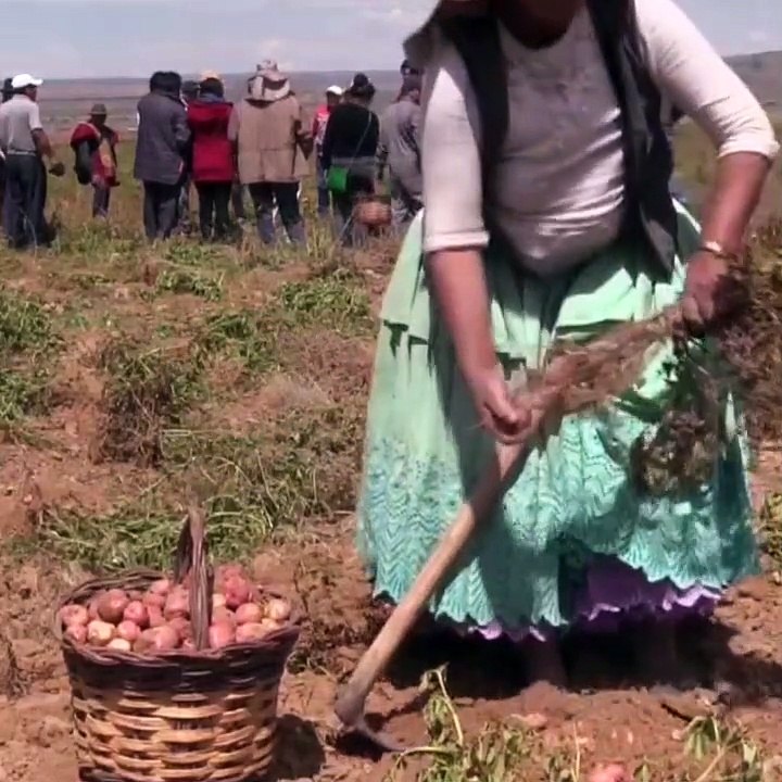 AGOSTO, MES DE LA PACHAMAMA