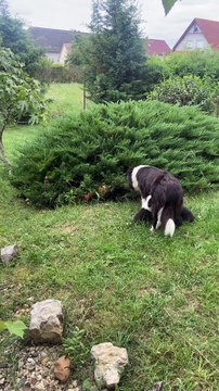 Bush Contains Many Border Collie Puppies