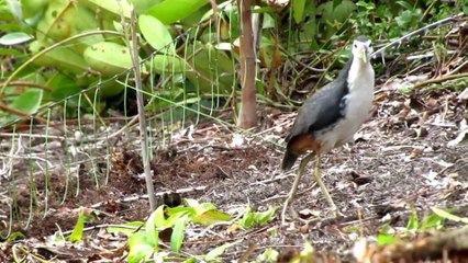 Terlihat jelas Ruak-Ruak Terkena jerat racik gantung-bird trape