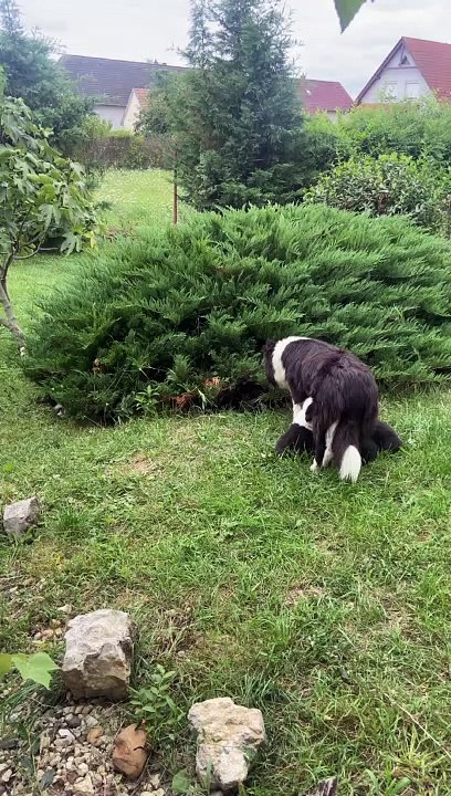 Bush Contains Many Border Collie Puppies