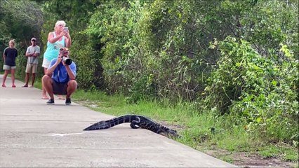 Alligators Cross Through Alligator Alley