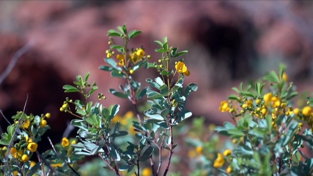Traditional owners want special wildlife reserve status
