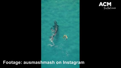 People get too close to whales | August 21, 2023 | Illawarra Mercury