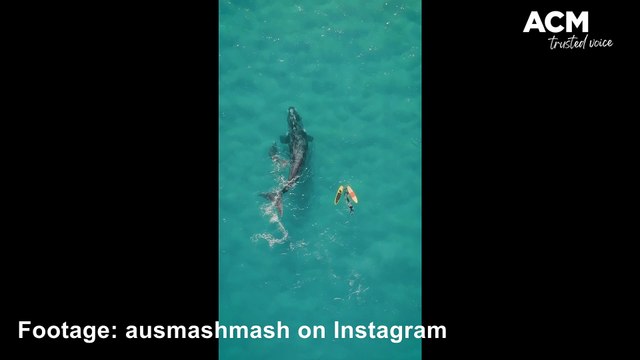 People get too close to whales | August 21, 2023 | Illawarra Mercury