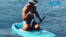 Heart-warming moment drowning wallaby rescued by local legend