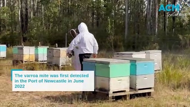 Varroa mite detection | August 22, 2023 | Port Macquarie News