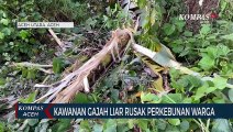 Kawanan Gajah Liar Rusak Perkebunan Warga