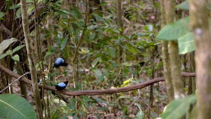 Dancing Manakins | Birds Romantic Scene