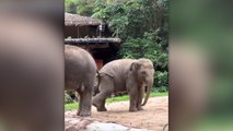 Kardeş fillerin sevimli kavgası