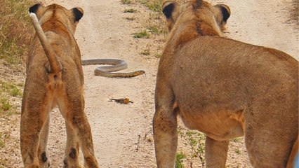 Lizard Manages to Fend Off Lions and Cobra