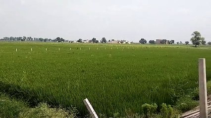 Grant of lakhs will be given on the installation of drip plant in the fields