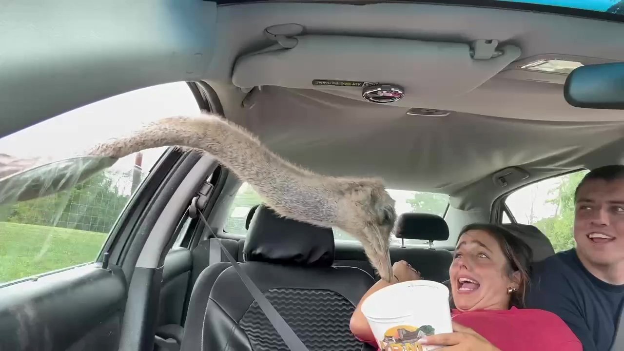 Woman's shock as safari critters poke heads into car