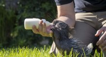 Nacen dos mellizos de puercoespín africano en Bioparc Valencia