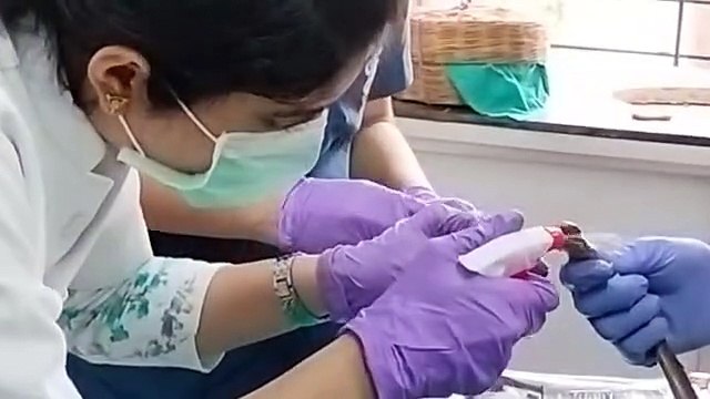 snakes: धागे से सिले मिले सांपों के मुंह, तोड़ दिए थे दांत