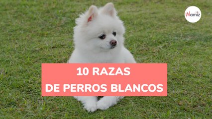 10 razas de perros blancos