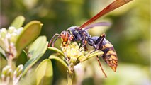 Was tun gegen Hornissen? Die besten Hausmittel