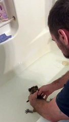 Le premier bain de bébé raton laveur