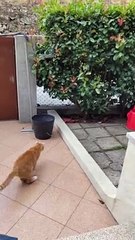 Un chat récupère le bâton comme un chien