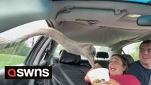 Woman freaks out as animals poke their heads through car window at safari park