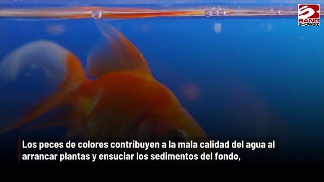 Los peces de colores se convierten en máquinas de matar