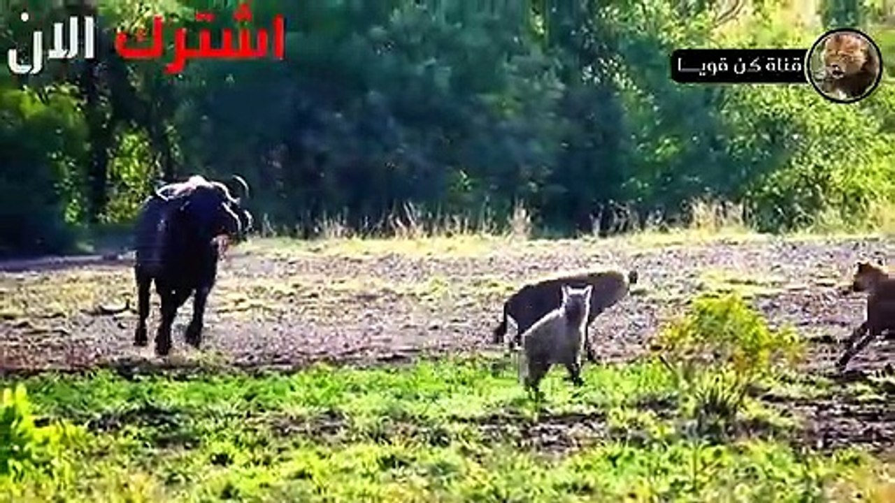 شاهد الضباع الجائعة تطارد حيوانات افريقيا العاشبة  صراع البقاء في عالم الحيوان