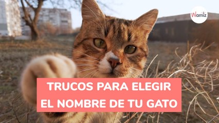 ¿Cómo elegir el nombre de tu gato Trucos para escoger el mejor