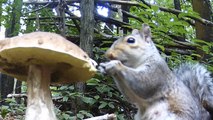 Adorable TINY Squirrel Munches on Mushroom