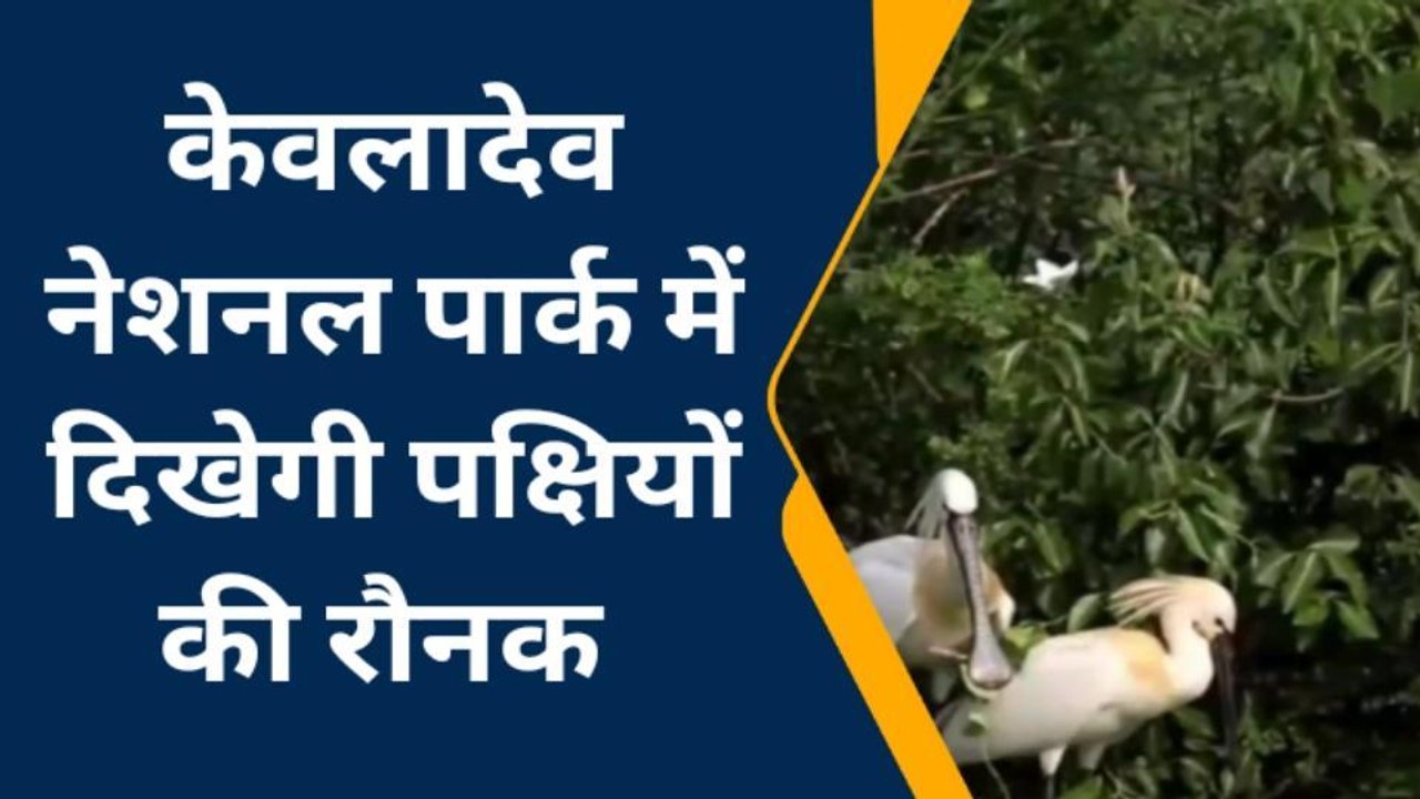 भरतपुर: केवलादेव नेशनल पार्क का बदला नजारा, पक्षियों की दिखी रौनक
