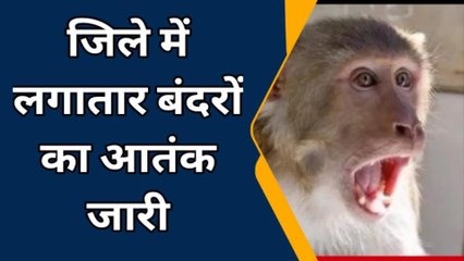 बरेली: जिले में लगातार बंदरों का आतंक जारी, नगर निगम अधिकारी ने कही यह बात